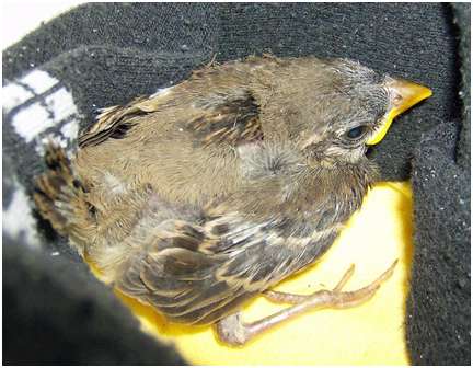 Jeune moineau domestique