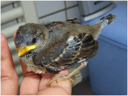 Jeune moineau domestique