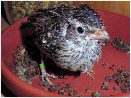 Jeune alouette lulu âgée d'environ quatre semaines