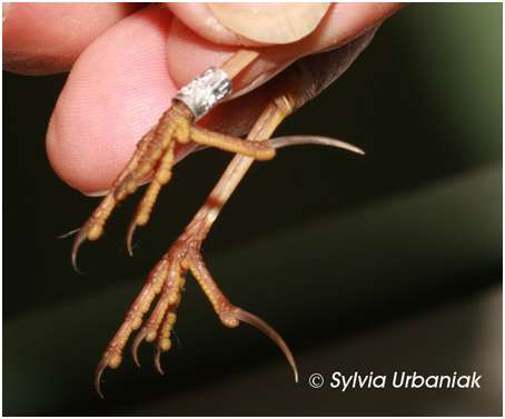 Patte d'une jeune alouette lulu