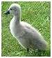 Cygne tubercul