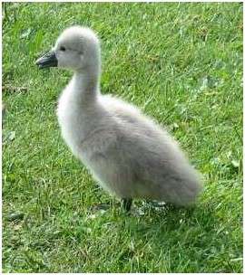 Jeune cygne tuberculé