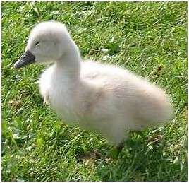 Jeune cygne tuberculé