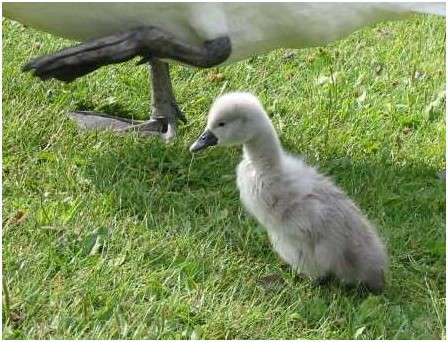 Jeune cygne tuberculé