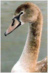 Jeune cygne tuberculé