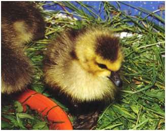 Jeune bernache du Canada, âgée trois jours