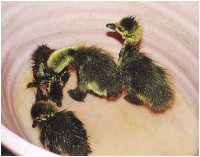 Jeunes bernaches du Canada, âgées d'environ une semaine