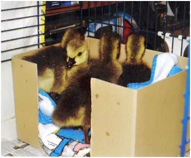 Jeunes bernaches du Canada