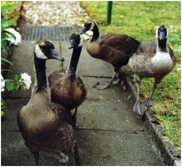 Jeunes bernache du Canada, âgées d'environ six semaines
