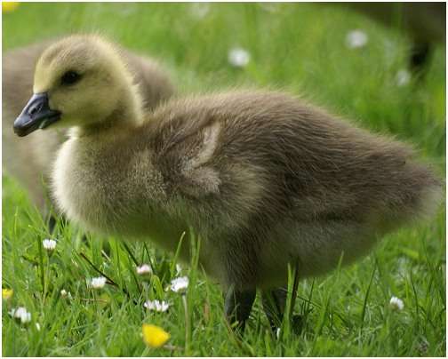 Jeune bernache du Canada