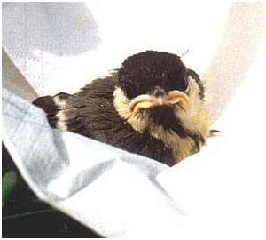 Jeune mésange charbonnière