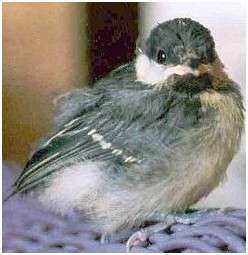 Jeune mésange charbonnière