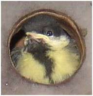 Jeune mésange charbonnière