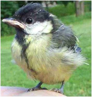 Juvénile de la mésange charbonnière sachant voler mais dépendant encore des parents