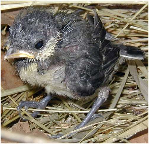 Jeune mésange charbonnière