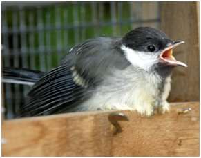 Juvénile de la mésange charbonnière sachant voler mais dépendant encore des parents