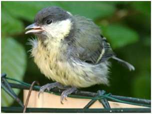Juvénile de la mésange charbonnière sachant voler mais dépendant encore des parents
