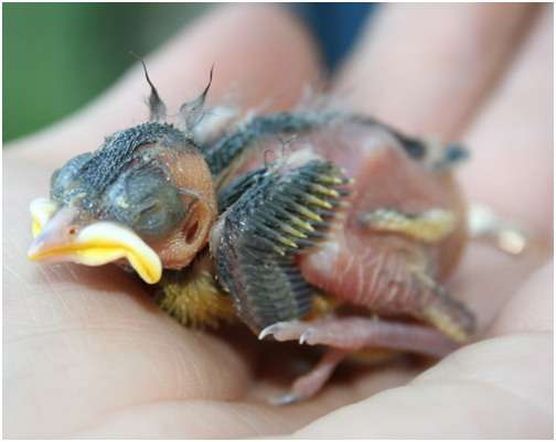 Jeune mésange charbonnière, âgée de 8 ou 9 jours