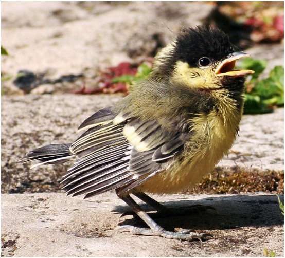 Juvénile de la mésange charbonnière sachant voler mais dépendant encore des parents