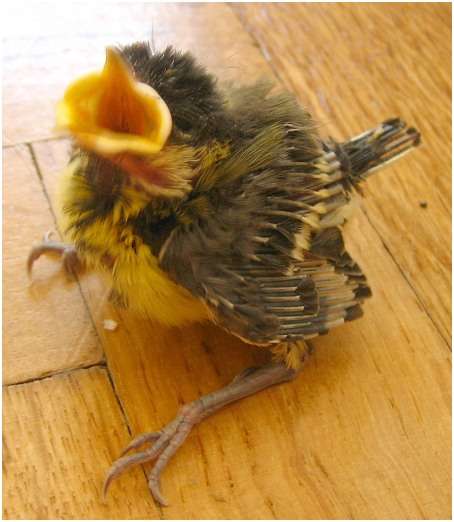 Jeune mésange charbonnière