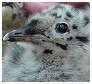 Mouette rieuse