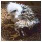 Buse variable