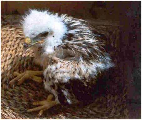 Jeune buse variable