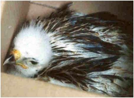 Jeune buse variable