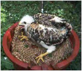Jeune buse variable