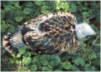 Jeune buse variable