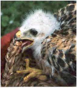 Jeune buse variable