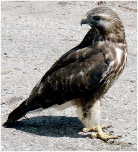Jeune buse variable, capable de voler