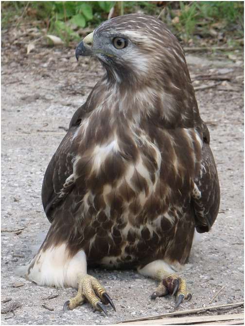Jeune buse variable, capable de voler
