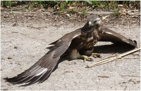 Jeune buse variable, capable de voler