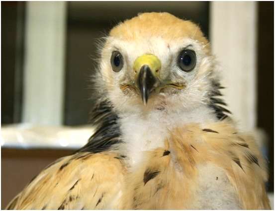 Jeune buse variable, variante claire