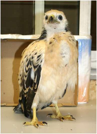 Jeune buse variable, variante claire