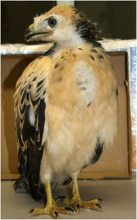 Jeune buse variable, variante claire