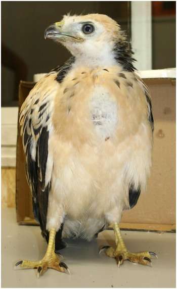 Jeune buse variable, variante claire