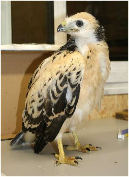 Jeune buse variable, variante claire
