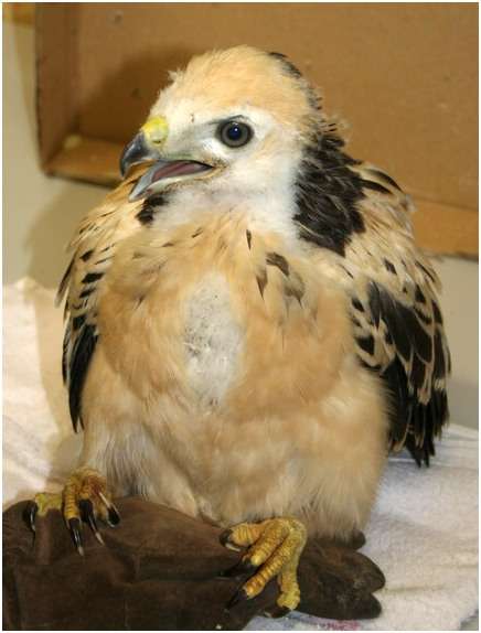 Jeune buse variable, variante claire