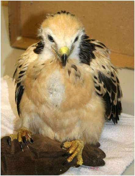 Jeune buse variable, variante claire