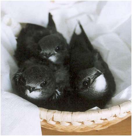 Jeunes martinets noirs