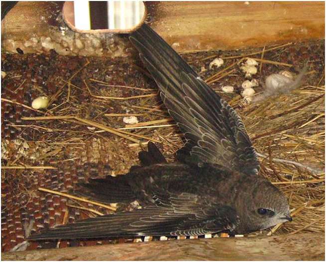 Martinet noir âgé de 30 jours