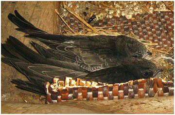 Jeunes martinets noirs âgés d'environ 29 jours