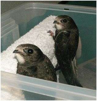 Jeunes martinets noirs