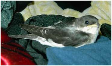 Jeune hirondelle de fenêtre
