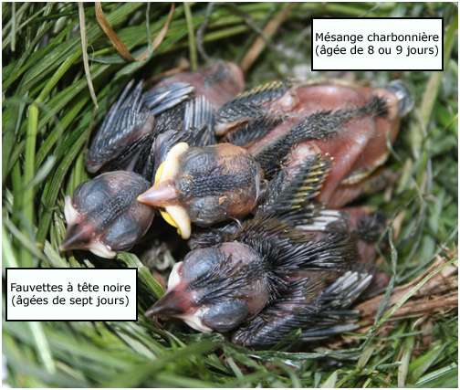 Deux fauvettes à tête noire et une mésange charbonnière