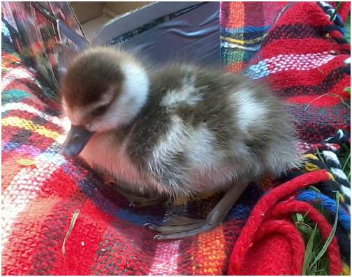 Jeune ouette d'Egypte