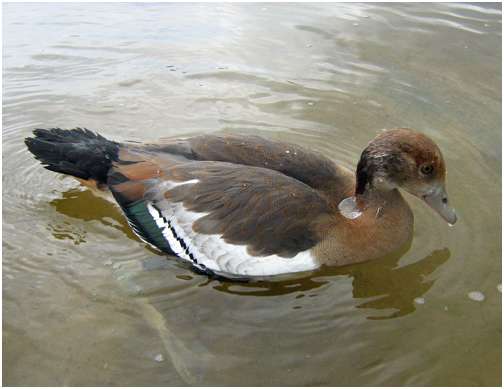 Ouette d'Egypte juvénile