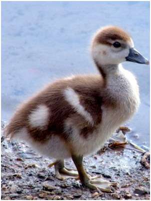 Jeune ouette d'Egypte